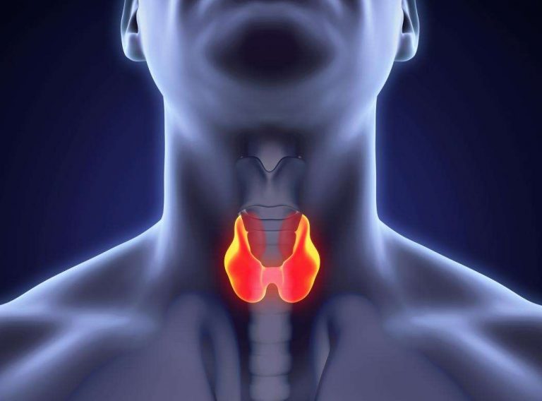 tiroid-bezinin-yapisi-ve-fonksiyonu